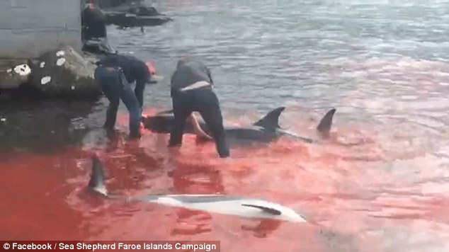 5006d23800000578-6155055-image-a-4_1536667496416 Method: The whales and dolphins are meant to be killed using a special 'spinal lance' that breaks its spinal cord