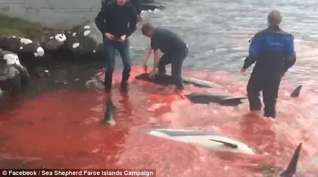 5006d26f00000578-6155055-unclear_it_has_however_been_claimed_that_some_of_the_dolphins_hu-a-5_1536671436989 Unclear: It has however been claimed that some of the dolphins hunted on Tuesday were killed by using a normal knife