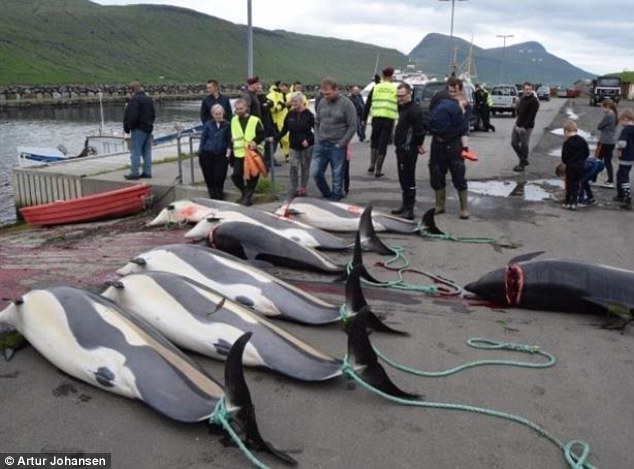 5006d32100000578-6155055-image-a-1_1536667484924 Big catch: Some of the dozens of white-sided dolphins killed in Hvalvik on the Faroese island of Streymoy