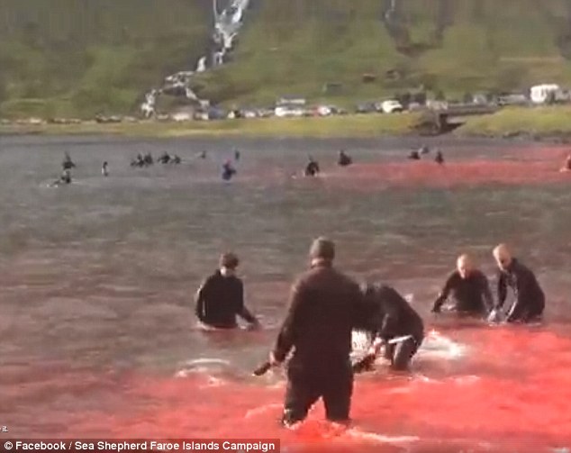 5006ee8b00000578-6155055-image-m-17_1536667870861 Traditions: Whale driving on the Faroe Islands date back to the late 16th century