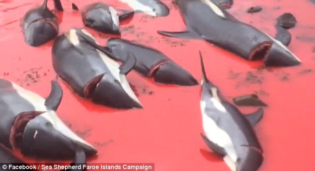 5006ee8f00000578-6155055-image-a-15_1536667618912 Red sea: The carcasses of some of the more than 100 dolphins and whales killed Tuesday