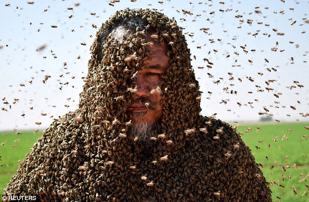 500787a500000578-6155725-image-a-77_1536678767087 Saudi man Zuhair Fatani, with his body covered with bees, poses for a picture in Tabuk, Saudi Arabia on September 11, 2018