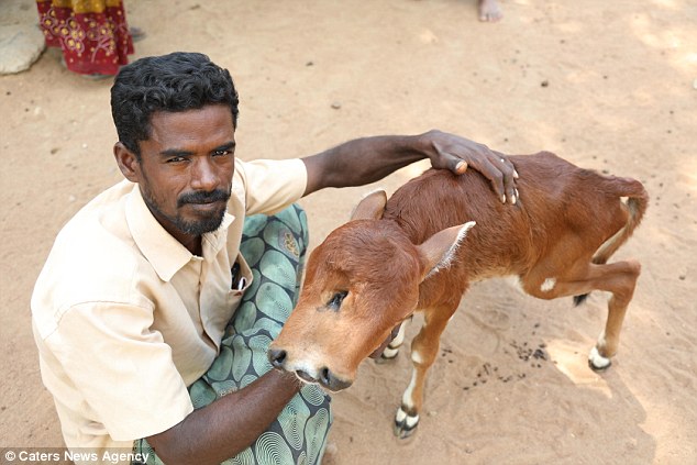 501ea1f600000578-6163499-image-a-86_1536835106192 The healthy calf, who is yet to be named, was born in Navalur village in Thanjavur in the southern state of Tamil Nadu