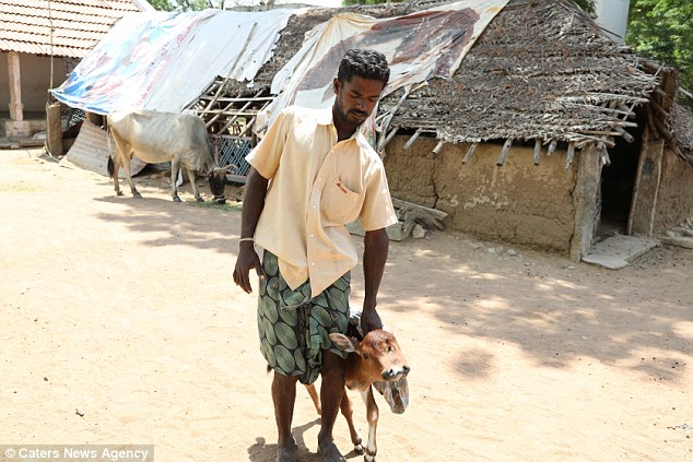 501ea21500000578-6163499-image-a-89_1536835135179 The calf's owner Sanglimuthu (pictured with the calf) said everyone was stunned when they saw the animal and no-one, including vets, thought it would survive