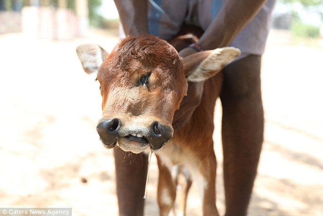501ea22d00000578-6163499-image-a-85_1536835097778 The calf was born with two snouts, three eyes and half an extra face in India on August 10