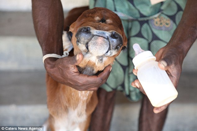 501ea4b200000578-6163499-image-a-87_1536835114176 Sanglimuthu said crowds of people come to his house in the village every day to see the calf