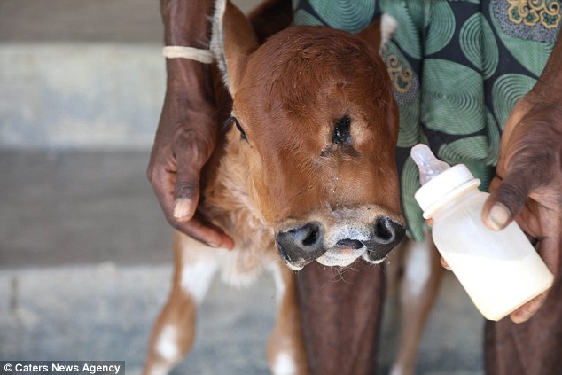 501ea6bc00000578-6163499-image-a-88_1536835123338 Sanglimuthu says the calf, whose condition is called polycephaly, is fed milk five times a day with a bottle
