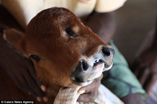 501ea72800000578-6163499-image-a-90_1536835157833 But the healthy calf has defied the odds to survive and is now more than a month old