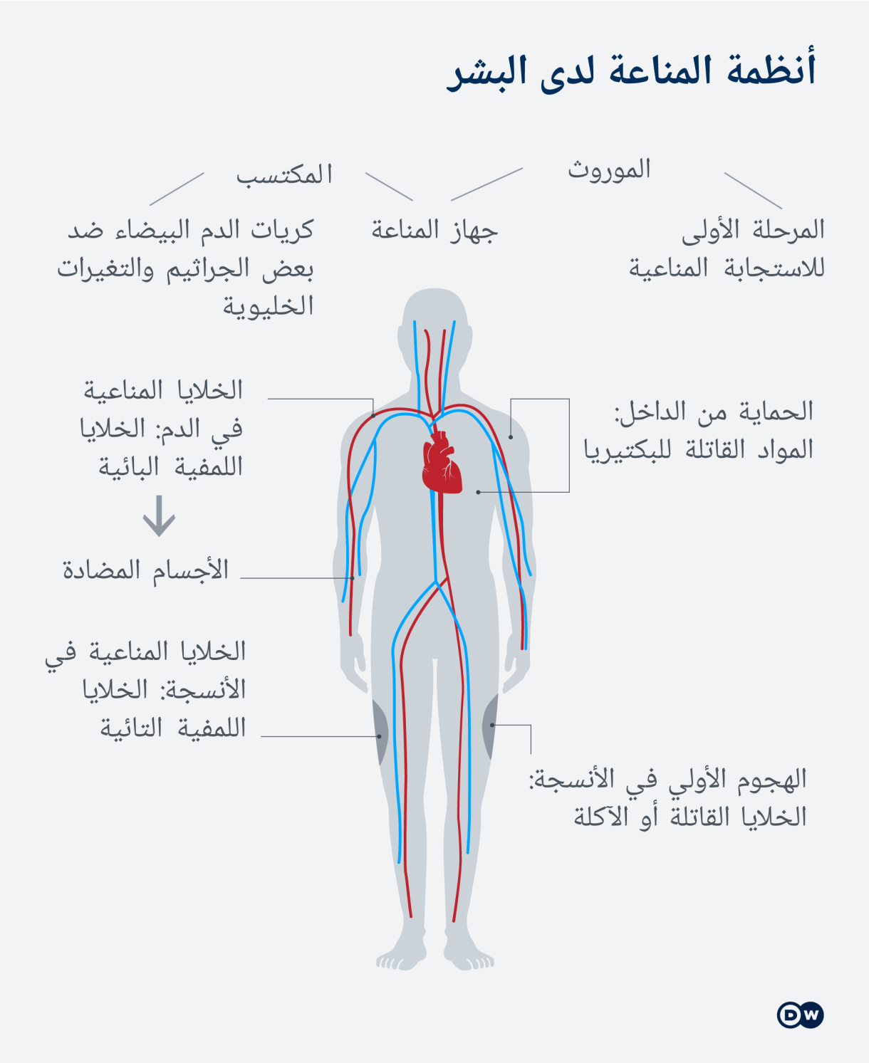 Infografik Das menschliche Immunsystem AR Infografik Das menschliche Immunsystem AR