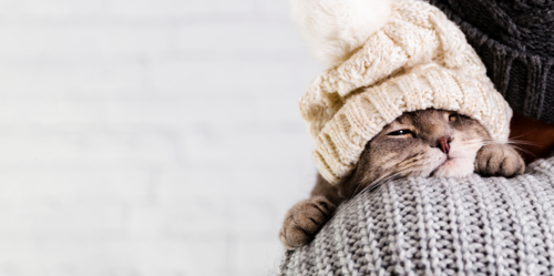 55410b60e67b297202dfa574ade30134-1 هل ينتقل فيروس كورونا للقطط والكلاب؟