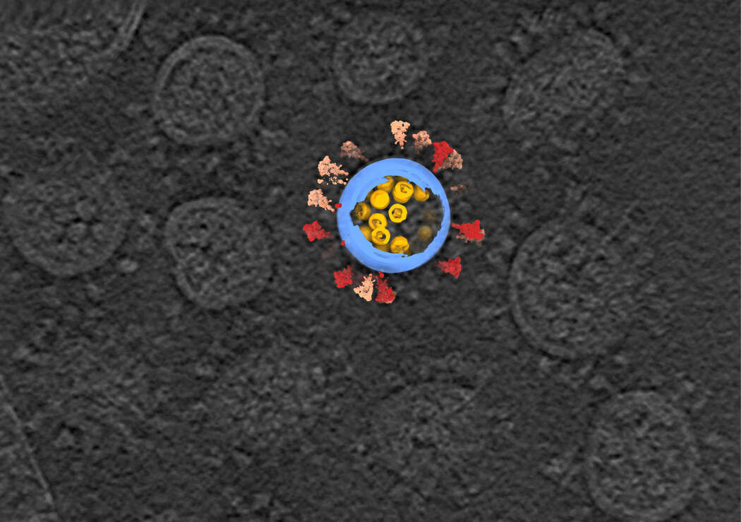 5f840a244c59b77fd56be229 كورونا