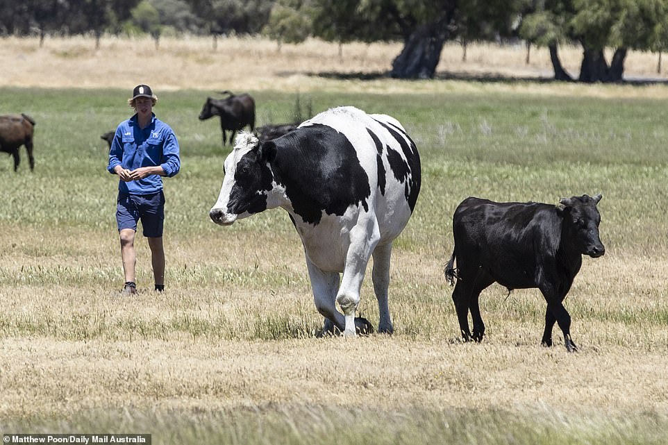 6733464-6436599-image-a-168_1543388837139 ÙØªÙجة Ø¨ØØ« Ø§ÙØµÙر ع٠ÙÙØ§Ø³