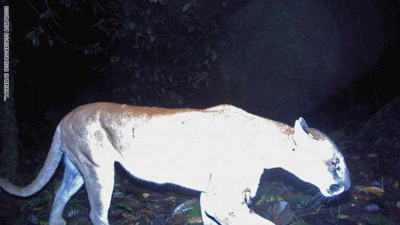 في "المدينة الضائعة" بهندوراس.. العثور على كائنات اعتقد أنها انقرضت في "المدينة الضائعة" بهندوراس.. العثور على كائنات اعتقد أنها انقرضت