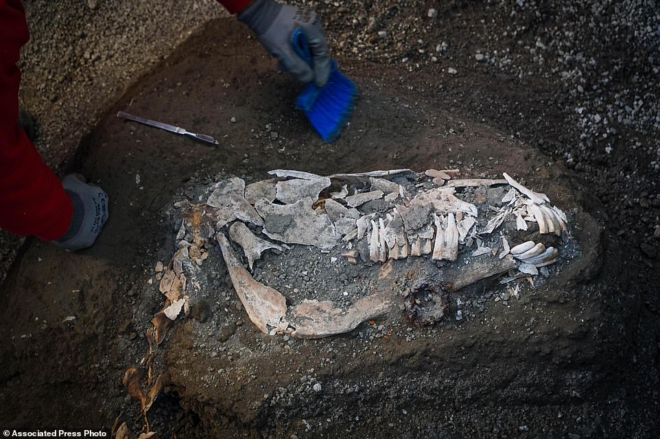  The catastrophic eruption produced hundreds of tonnes of lava and gas which killed and petrified the animal, as well as the other horses in the stable