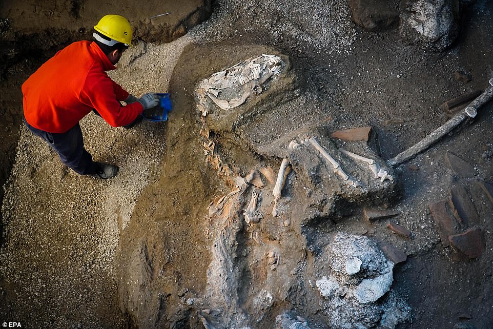 Remains of the animals were found in the grounds of a large villa in a Pompeii suburb which scientists claim belonged to a high-ranking military official