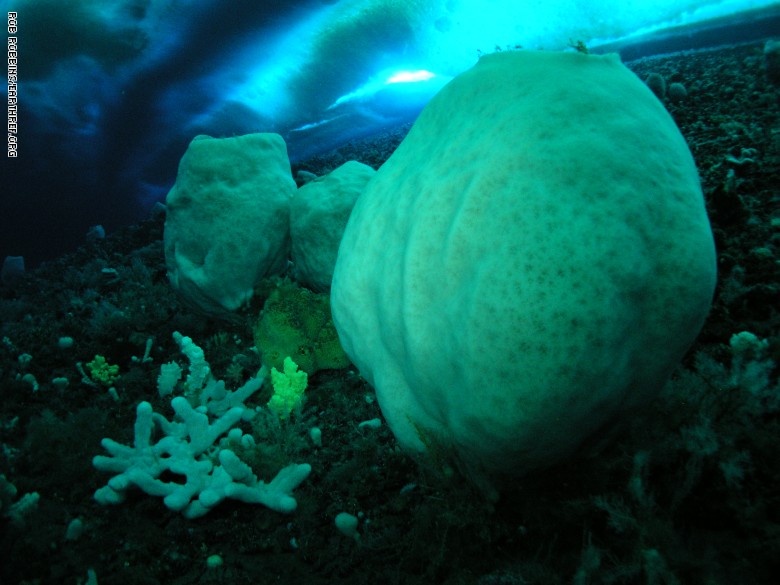 إليك أين يمكنك أن تجد أقدم الكائنات الحية في العالم إليك أين يمكنك أن تجد أقدم الكائنات الحية في العالم