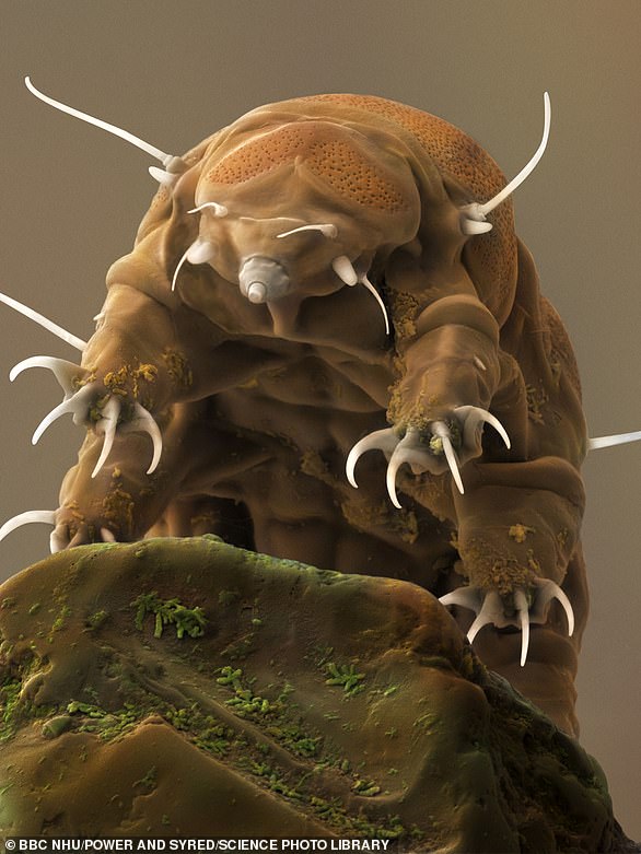 8707294-5447665-image-a-3_1547841312838 Tardigrades, also known as water bears, are said to be the most indestructible animals in the world.