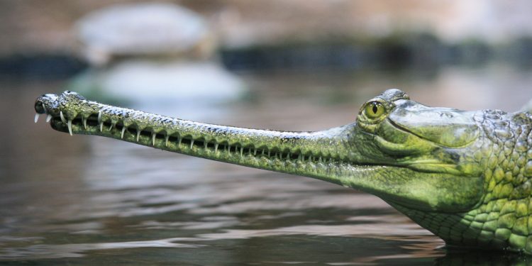 87878787-1-750x375-2 أفواه غريبة وعجيبة لحيوانات مختلفة