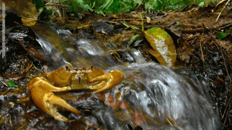 في "المدينة الضائعة" بهندوراس.. العثور على كائنات اعتقد أنها انقرضت في "المدينة الضائعة" بهندوراس.. العثور على كائنات اعتقد أنها انقرضت