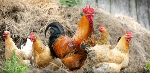 918564f0f78a7f5824bfbd2ab567b449-1 انفلونزا الطيور في السعودية، وحظر استيراد لحوم الدواجن من أوكرانيا