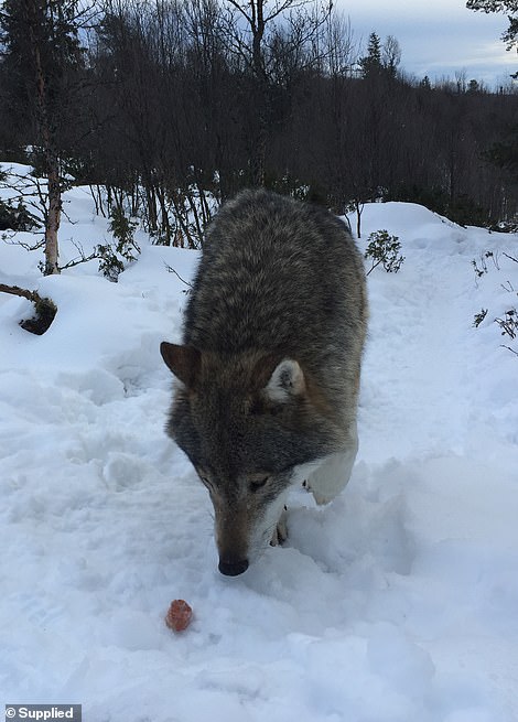 9742812-6681125-shive_fed_wild_wolves_frozen_meatballs_at_langedrag_nature_park-a-5_1550782218091 Shive fed wild wolves frozen meatballs at Langedrag Nature Park