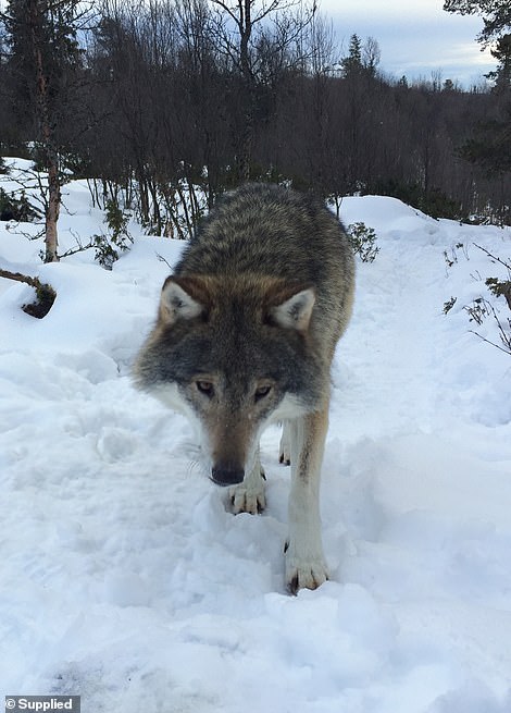 9742814-6681125-shive_writes_we_locked_eyes_a_few_times_both_scared_of_each_othe-a-7_1550782218341 Shive writes: 'We locked eyes a few times - both scared of each other'