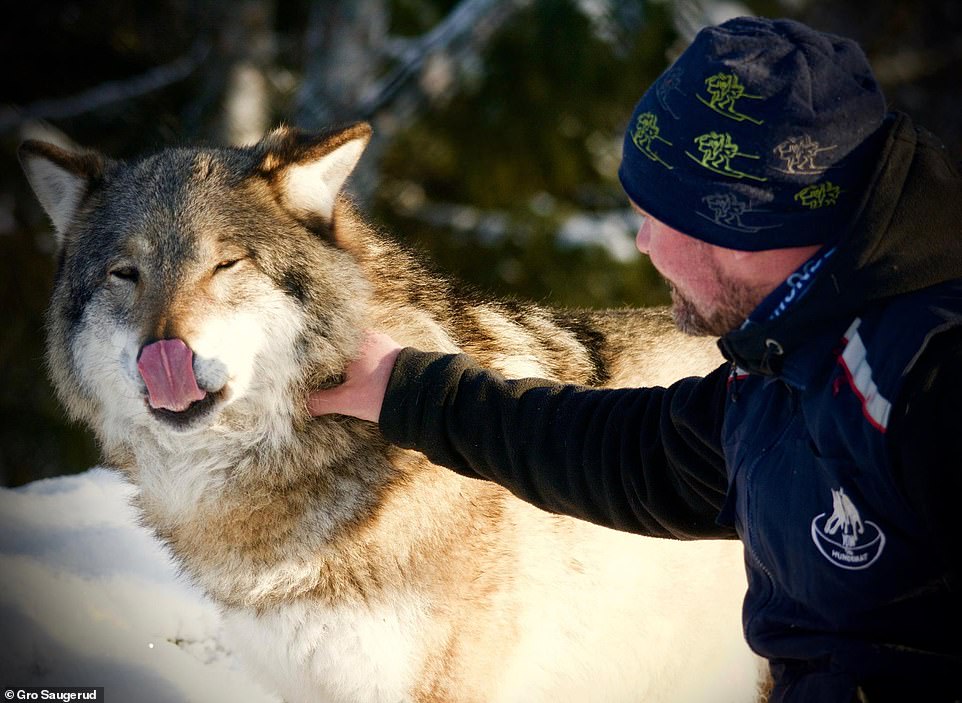 9742838-6681125-_dogs_are_our_most_popular_pet_these_are_their_ancestors_the_fir-a-9_1550782218949 Frank pets a wolf at Langedrag Nature Park. 'Dogs are our most popular pet. These are their ancestors, the first dogs,' Frank said. Frank said raising wolves is similar to raising dogs except they grow much faster. A wolf can reach mature size in six months