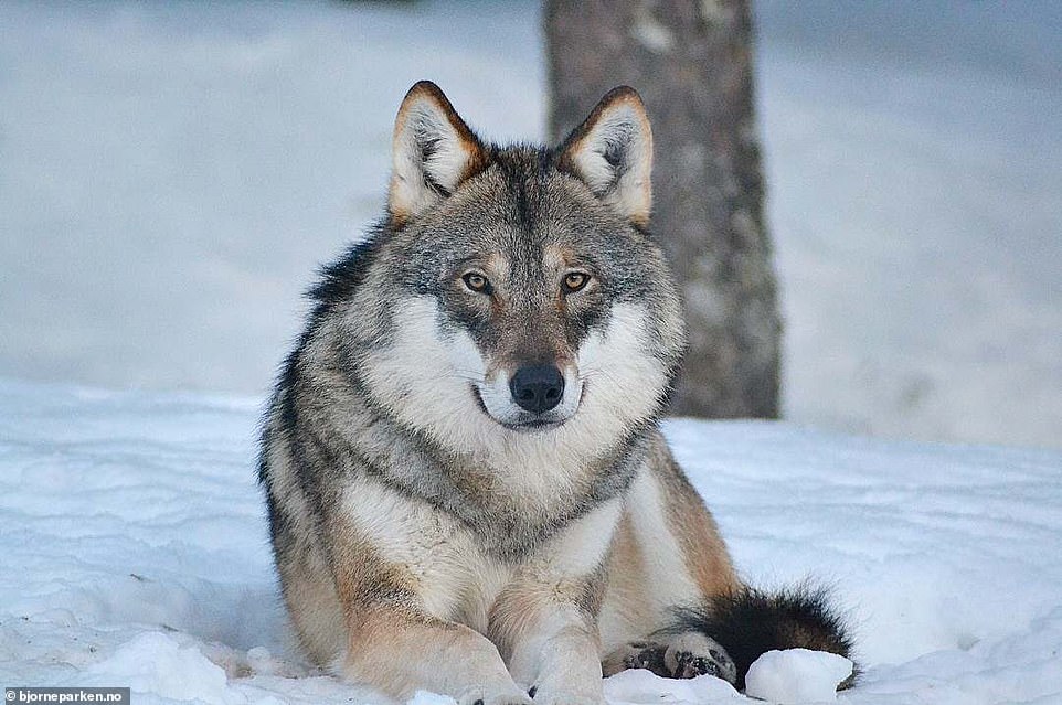 9742884-6681125-a_wolf_at_the_bear_park_where_frank_works_a_two_hour_drive_north-a-10_1550782218978 A wolf at the Bear Park where Frank works, a two-hour drive north west of Oslo