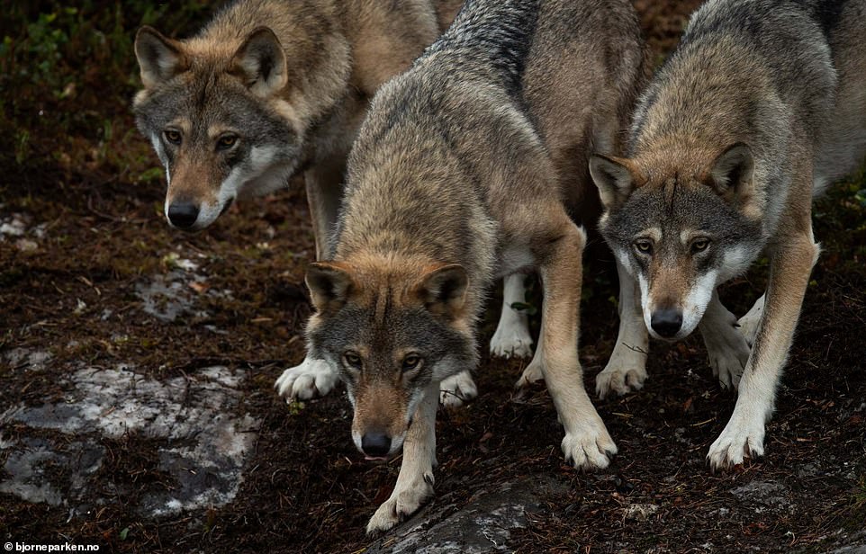 9742888-6681125-frank_worked_at_langedrag_for_19_years_and_has_worked_at_the_bea-a-7_1550833980059 Frank worked at Langedrag for 19 years and has worked at the Bear Park for the past two. There are currently three wolves at Bear Park - Frank can enter their enclosure to feed them but is still building up their trust