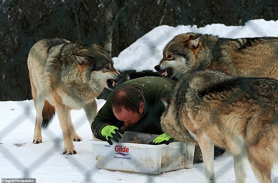 9742952-6681125-what_big_teeth_you_have_frank_pretends_to_eat_and_the_wolves_wai-a-3_1550782218080 What big teeth you have! Frank pretends to eat and the wolves wait for him to finish while snarling at each other at Langedrag Park. Frank thinks wolves get a bad reputation from fairy tales and popular myths. He likes to educate people about their softer side
