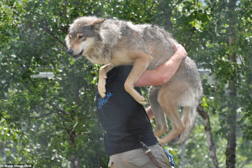 9747244-6681125-need_a_lift_frank_carries_a_wolf_over_his_shoulder_they_typicall-a-8_1550833980111 Need a lift? Frank carries a wolf over his shoulder. They typically weigh 32-59 kilograms. This photo was taken at Langedrag Nature Park
