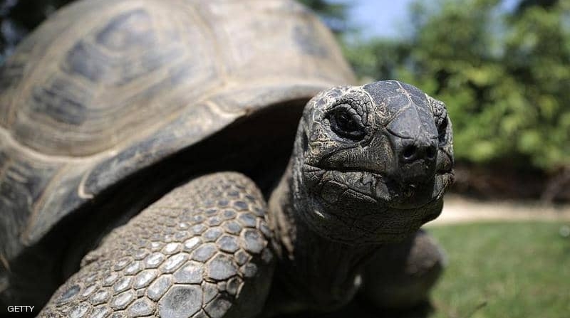 989889-5 نفوق واحدة من أندر السلاحف في العالم