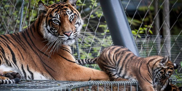 999911-750x375-2 كورونا يوجه “ضربة مؤلمة” لأقدم حديقة حيوان بالعالم