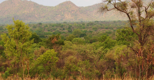 a64405679dcb0141abf92a188e71e944-1 بدء التطعيم ضد وباء الكوليرا في السودان