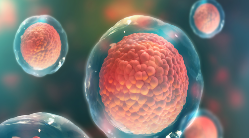 a9ce6dac2367f5b678d5cb7d50d6bfcd-1 زراعة الخلايا البشرية في أجنة الحيوانات في اليابان