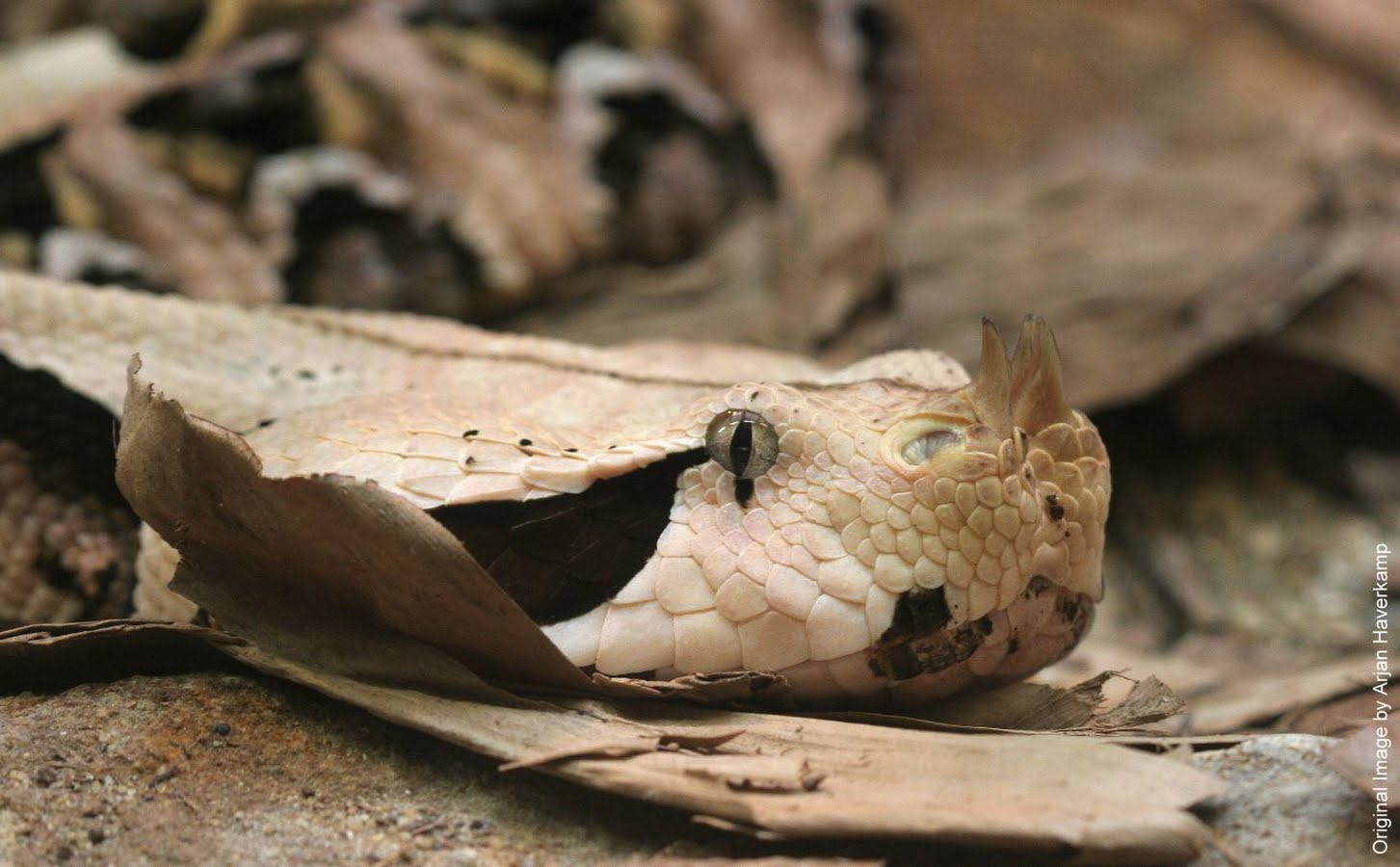 ahfzfm5hdhvyyxnjb3bllwhyzhitcxiksg9zdgvkrmlszrjag_ebda