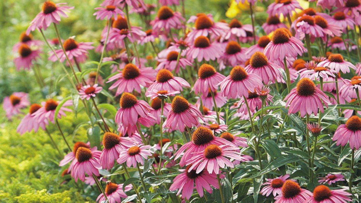 befunky-collage-2020-10-10t122104 عشبة القنفذية