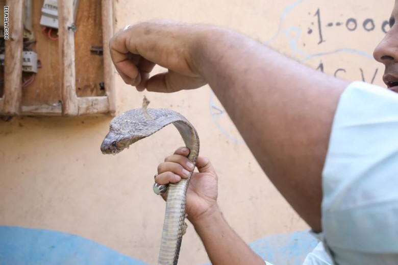 بقلوب جريئة.. كيف يعيش هذا الرجل وأطفاله مع الثعابين في مصر؟ بقلوب جريئة.. كيف يعيش هذا الرجل وأطفاله مع الثعابين في مصر؟