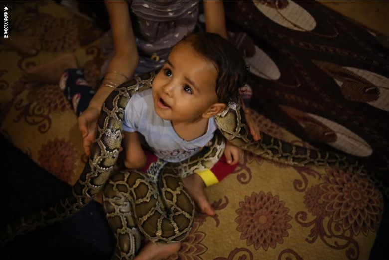 بقلوب جريئة.. كيف يعيش هذا الرجل وأطفاله مع الثعابين في مصر؟ بقلوب جريئة.. كيف يعيش هذا الرجل وأطفاله مع الثعابين في مصر؟