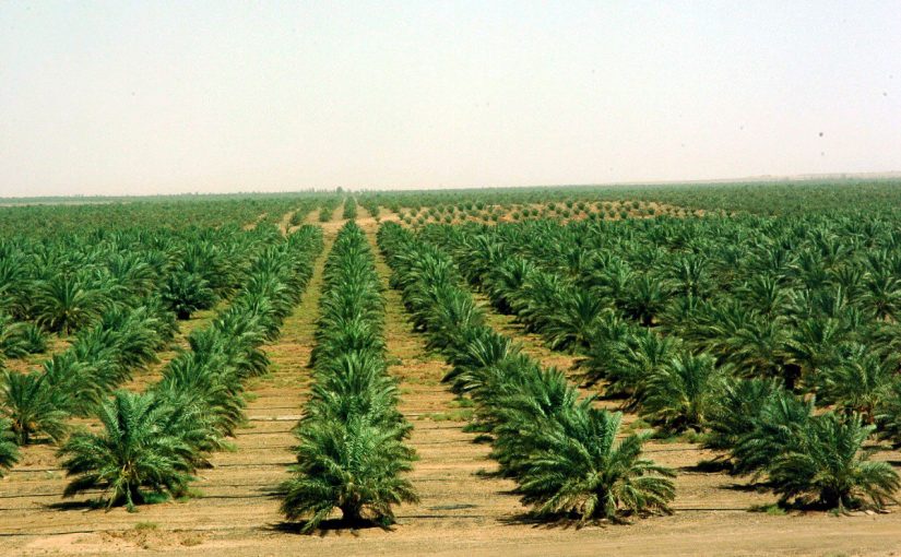 الزراعة في السعودية