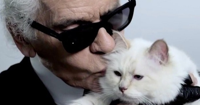 d8a7d984d982d8b7d8a9-choupette القطة Choupette