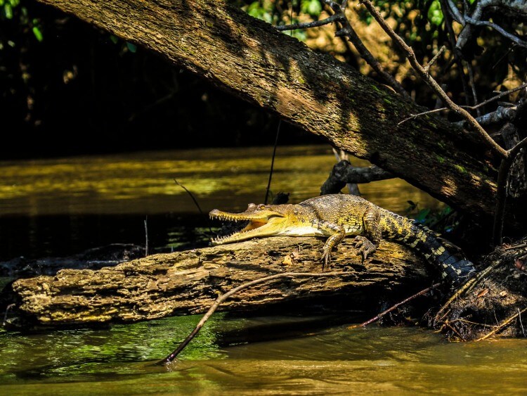 d8aad985d8b3d8a7d8ad تمساح