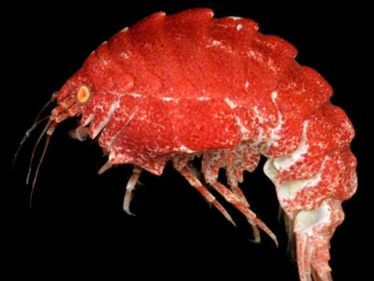 d8acd8b1d8a7d8af-d8a7d984d8a8d8add8b1 جراد البحر