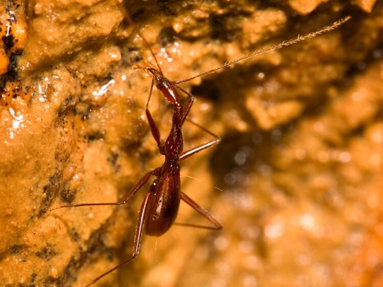 d8aed986d981d8b3d8a7d8a1-d8a7d984d8b8d984d8a7d985 خنفساء الظلام