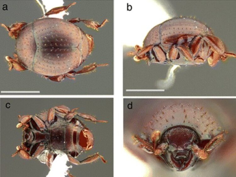 d8aed986d981d8b3d8a7d8a1 خنفساء