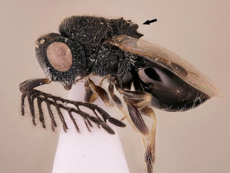 d8afd8a8d988d8b1 دبور