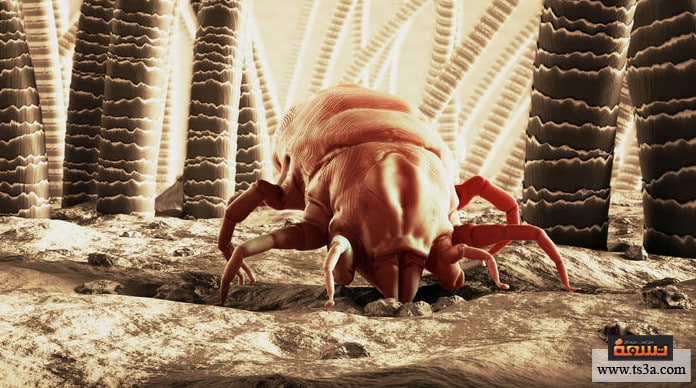 زيت اليانسون زيت اليانسون والقمل