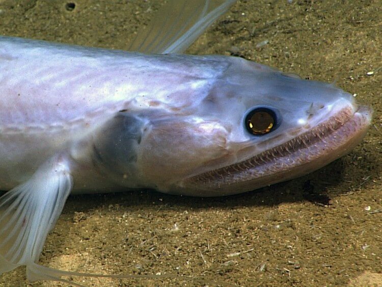 d8b3d8add984d98ad8a9-d8a7d984d985d8a7d8a1 سحلية الماء