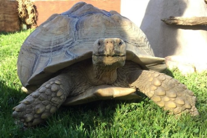 d8b3d984d8add981d8a7d8a9 سلحفاة