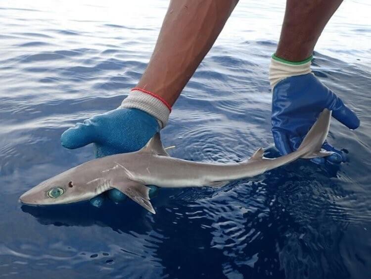 d8b3d985d983d8a9-d982d8b1d8b4 سمكة قرش